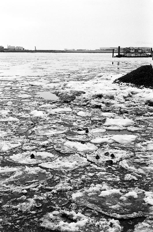 Eisnester auf der Elbe