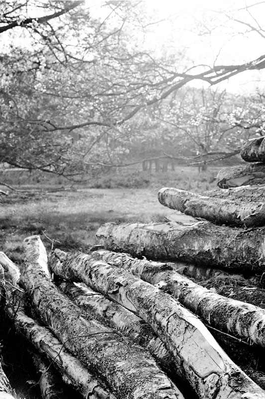 Birkenholzstapel - Fischbeker Heide