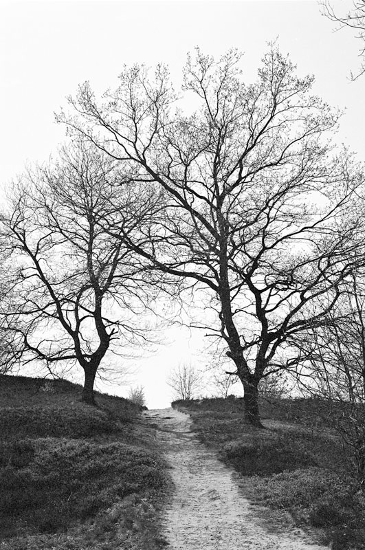 Ein Weg und zwei Bäume ... Fischbeker Heide